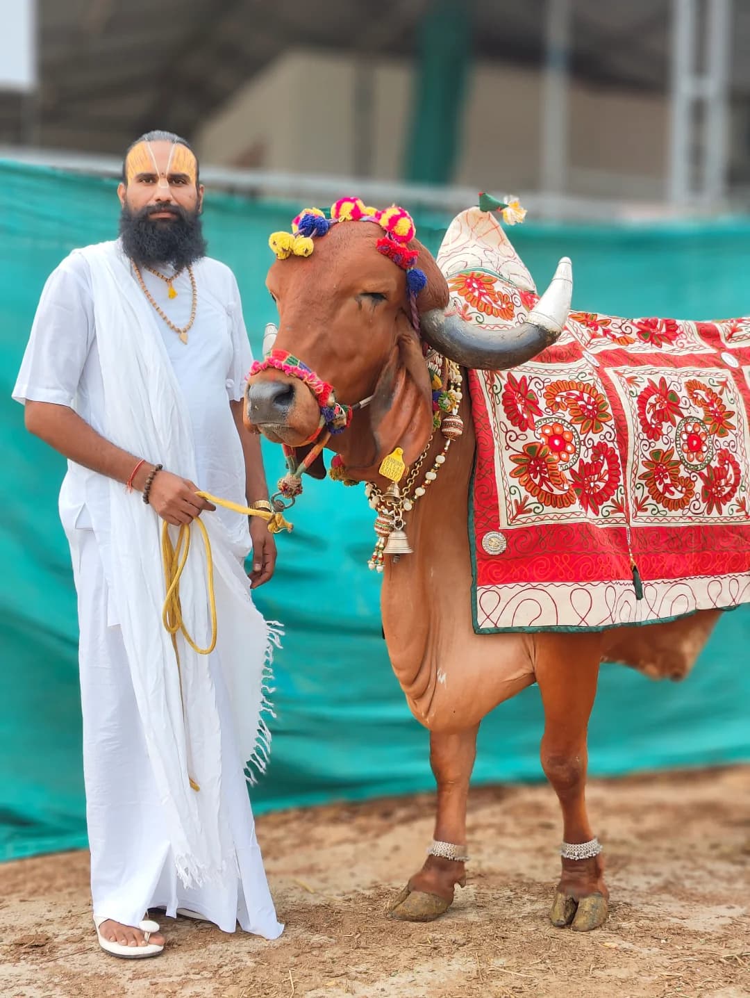 ગૌશાળાની તસ્વીરો