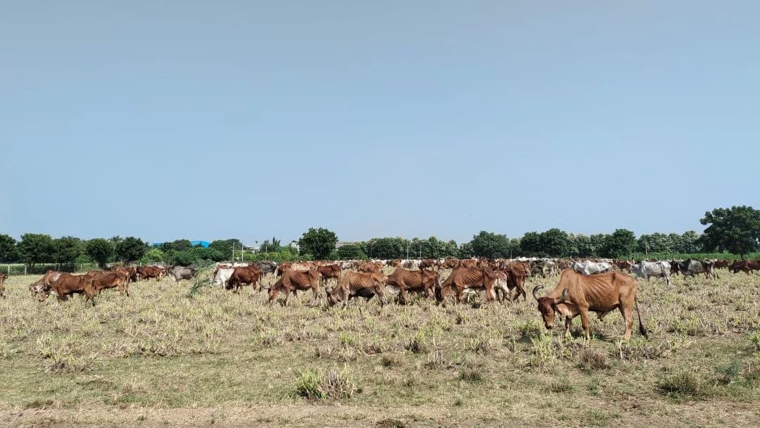 ગૌશાળાની તસ્વીરો