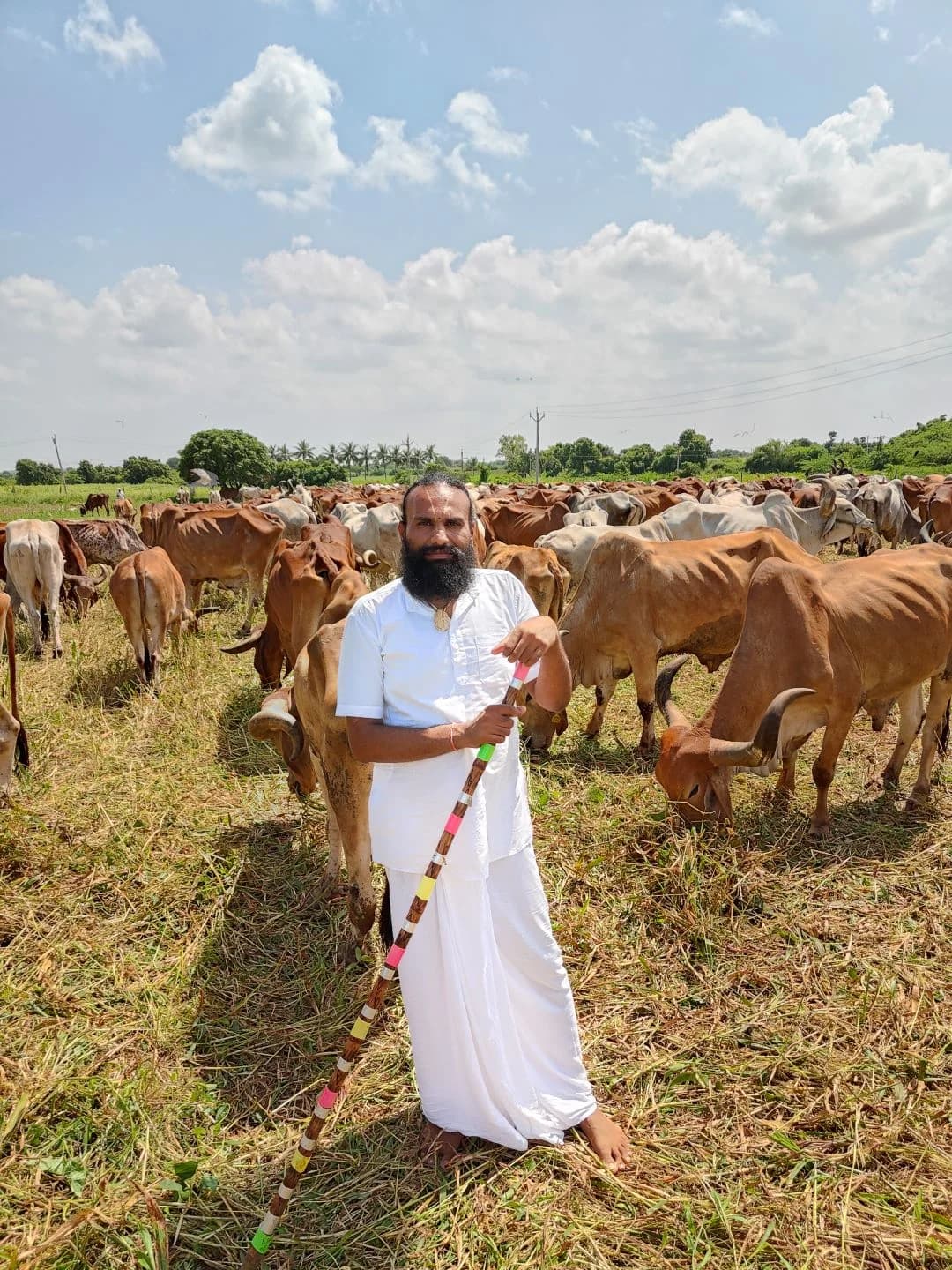 નિયમિત ગૌચારણ